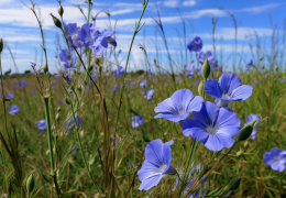 Avez-vous déjà eu la chance d'admirer une fleur de lin ?